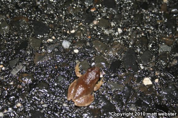 Northern Spring Peeper (Pseudacris crucifer crucifer)