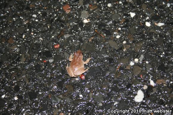 Northern Spring Peeper (Pseudacris crucifer crucifer)