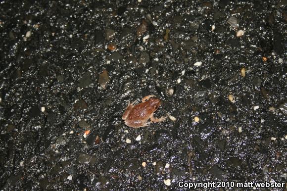 Northern Spring Peeper (Pseudacris crucifer crucifer)