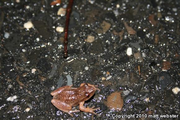 Northern Spring Peeper (Pseudacris crucifer crucifer)