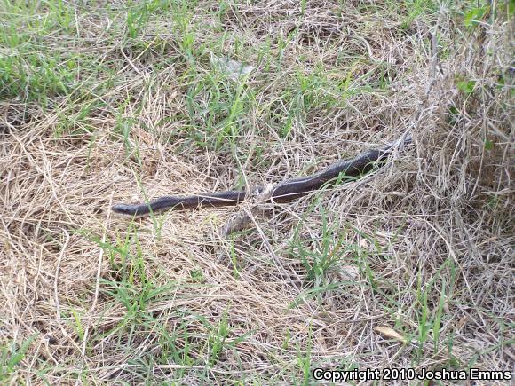 Black Ratsnake (Pantherophis obsoletus obsoletus)