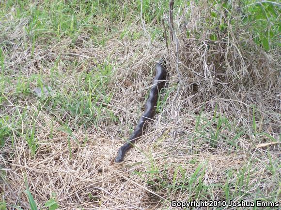 Black Ratsnake (Pantherophis obsoletus obsoletus)