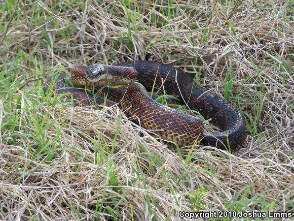 Black Ratsnake (Pantherophis obsoletus obsoletus)