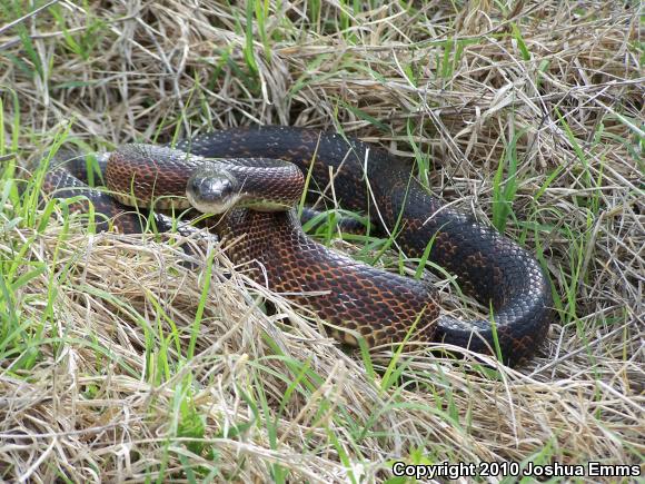 Black Ratsnake (Pantherophis obsoletus obsoletus)