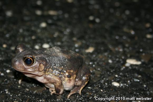 Eastern Spadefoot (Scaphiopus holbrookii)