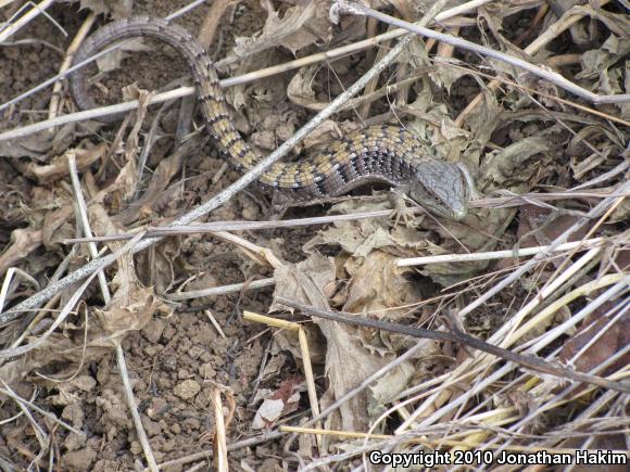 San Diego Alligator Lizard (Elgaria multicarinata webbii)