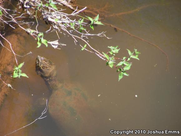 Eastern Snapping Turtle (Chelydra serpentina serpentina)