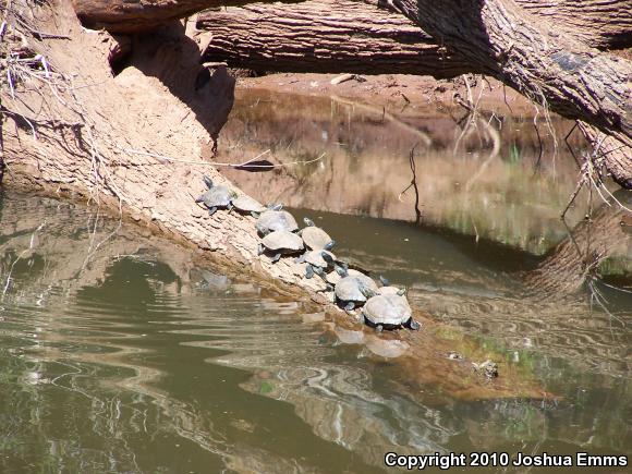 Red-eared Slider (Trachemys scripta elegans)