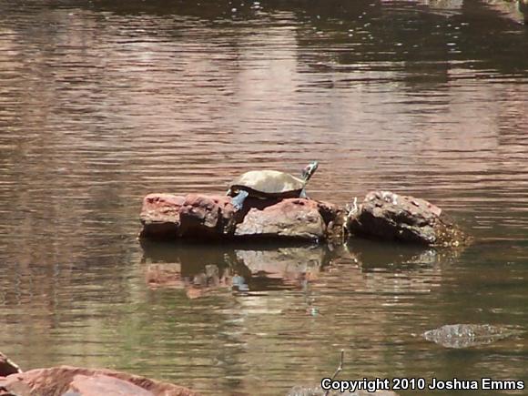 Red-eared Slider (Trachemys scripta elegans)