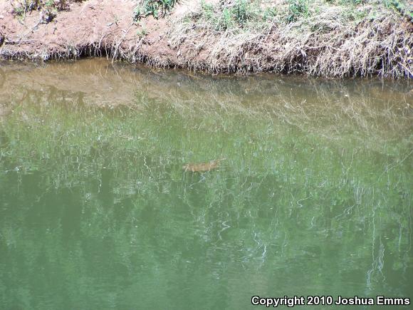 Eastern Spiny Softshell (Apalone spinifera spinifera)