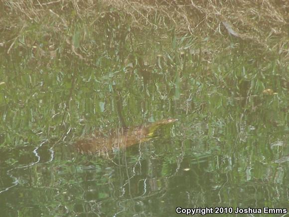 Eastern Spiny Softshell (Apalone spinifera spinifera)