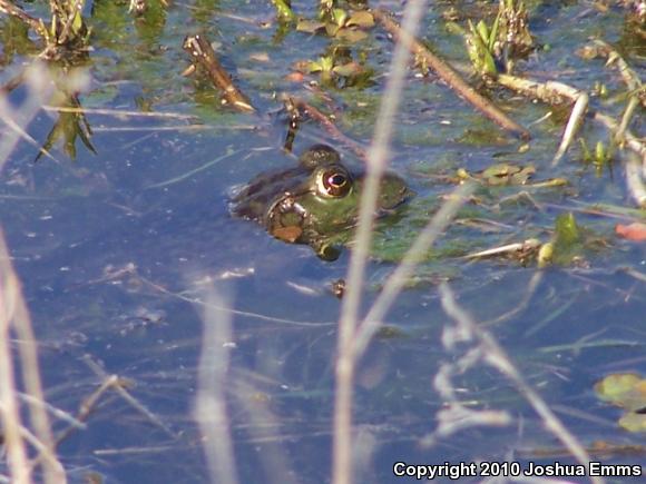 American Bullfrog (Lithobates catesbeianus)