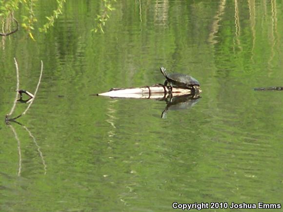 Eastern River Cooter (Pseudemys concinna concinna)