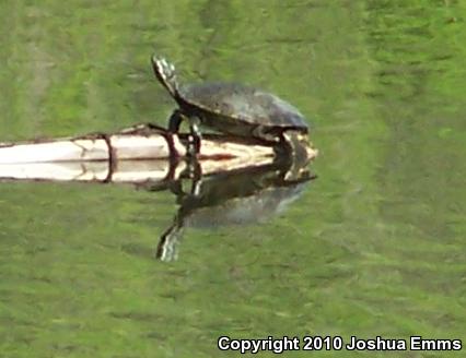 Eastern River Cooter (Pseudemys concinna concinna)