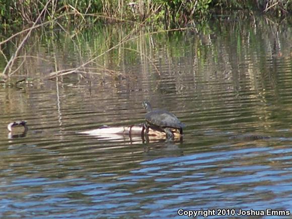 Eastern River Cooter (Pseudemys concinna concinna)