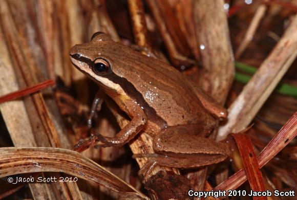 Brimley's Chorus Frog (Pseudacris brimleyi)