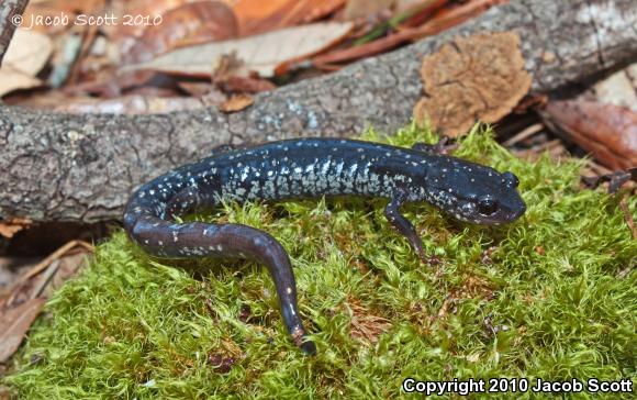 Ocmulgee Slimy Salamander (Plethodon ocmulgee)