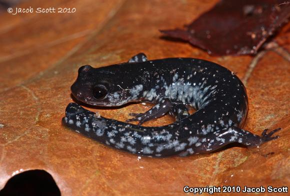 South Carolina Slimy Salamander (Plethodon variolatus)