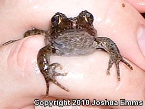 Japanese Wrinkled Frog (Glandirana rugosa)