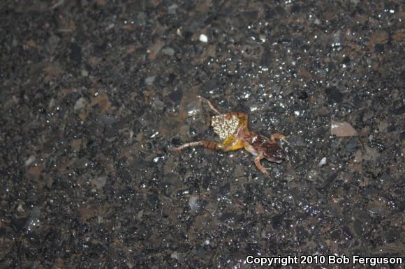 Spring Peeper (Pseudacris crucifer)