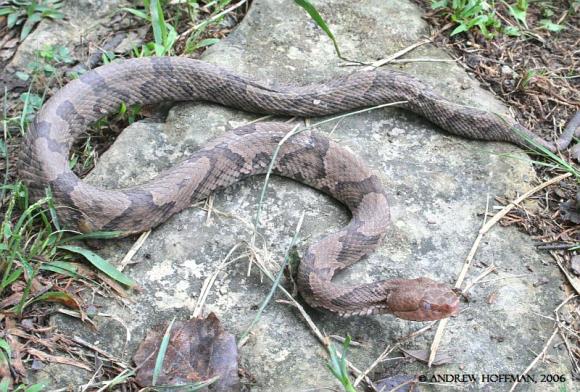 Northern  Copperhead (Agkistrodon contortrix mokasen)