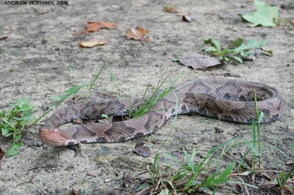 Northern  Copperhead (Agkistrodon contortrix mokasen)