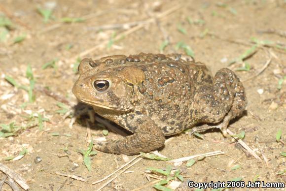 Eastern American Toad (Anaxyrus americanus americanus)