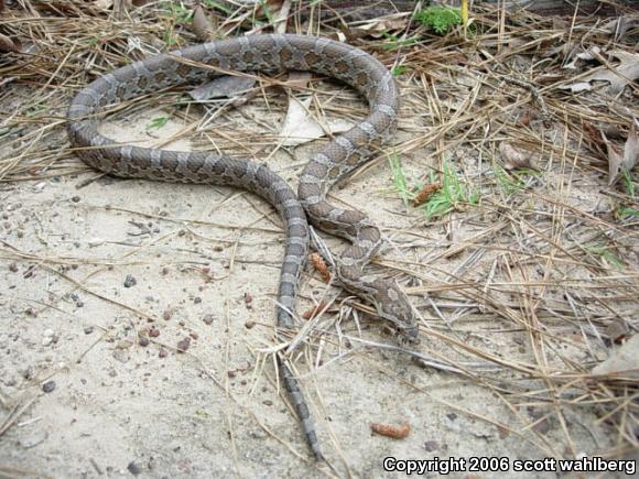 Slowinski's Cornsnake (Pantherophis slowinskii)