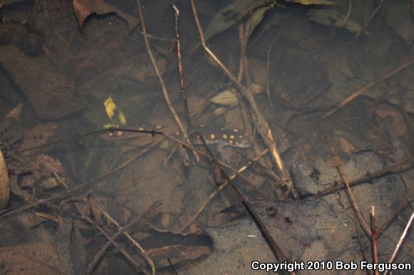 Spotted Salamander (Ambystoma maculatum)