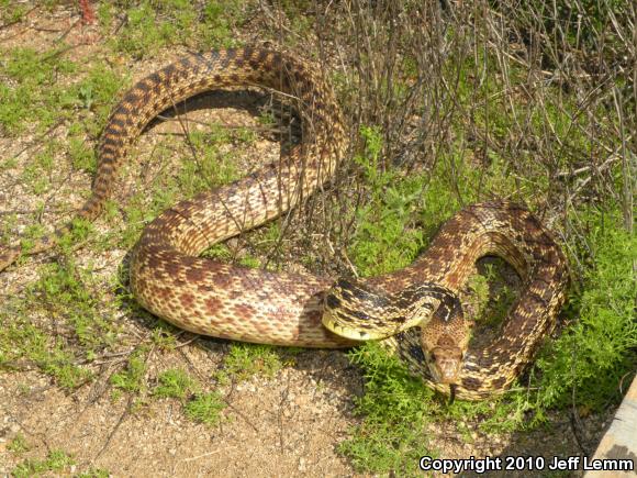 San Diego Gopher Snake (Pituophis catenifer annectens)