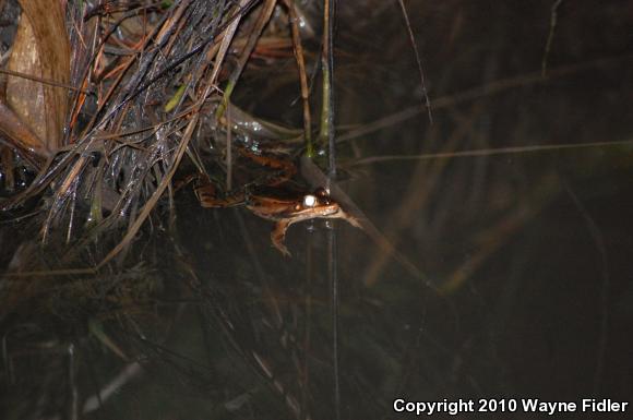 Southern Leopard Frog (Lithobates sphenocephalus utricularius)