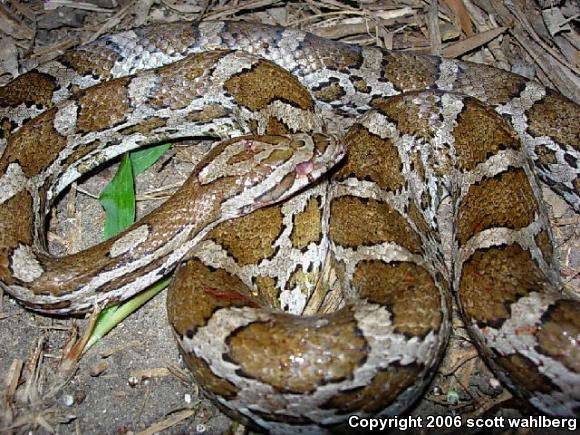 Slowinski's Cornsnake (Pantherophis slowinskii)