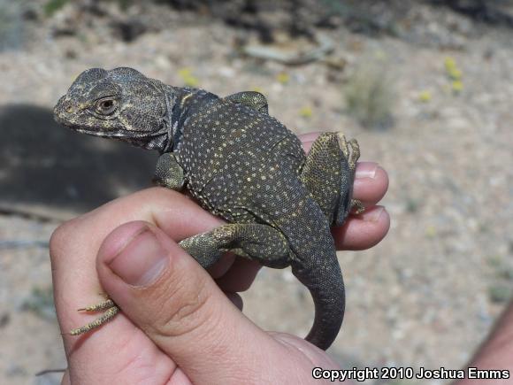 Eastern Collared Lizard (Crotaphytus collaris)