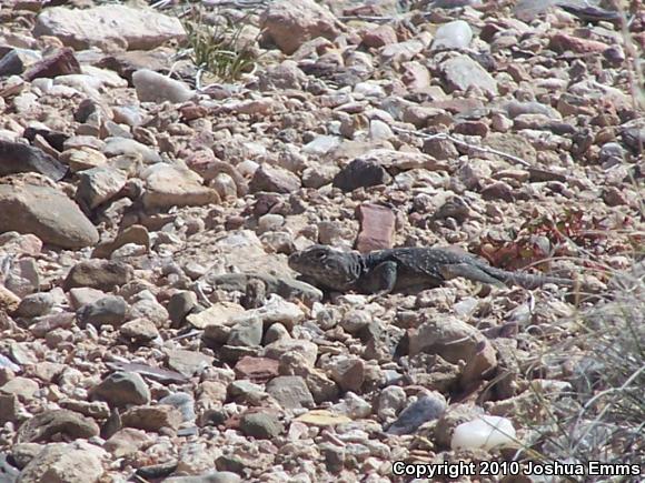 Eastern Collared Lizard (Crotaphytus collaris)