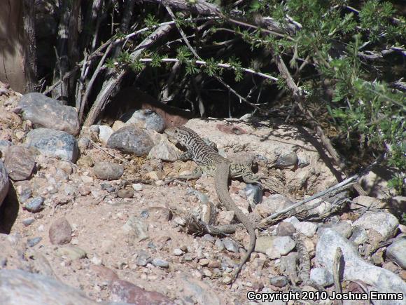 Common Checkered Whiptail (Aspidoscelis tesselata)