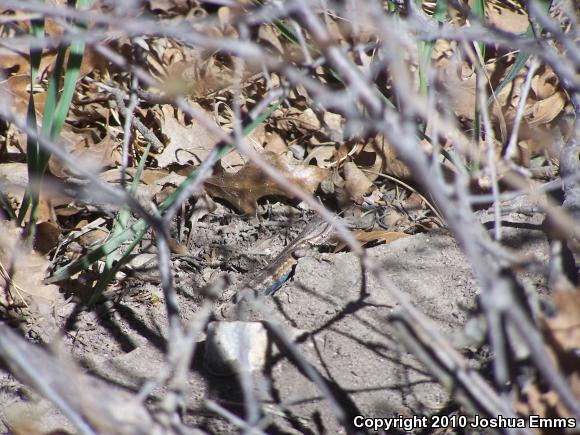 Southwestern Fence Lizard (Sceloporus cowlesi)