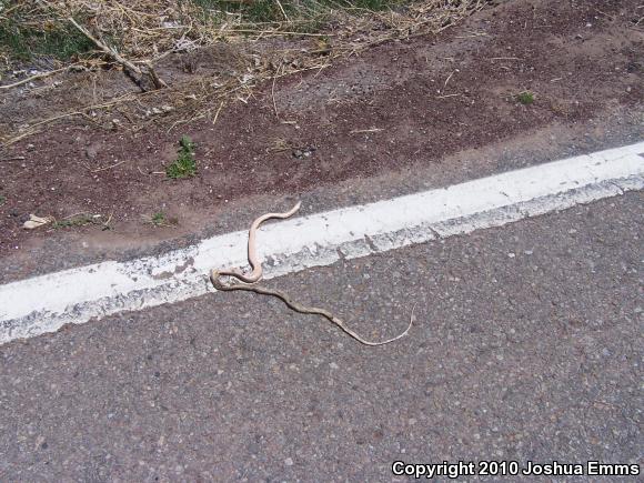 Western Coachwhip (Coluber flagellum testaceus)