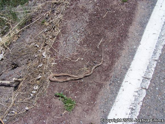 Western Coachwhip (Coluber flagellum testaceus)