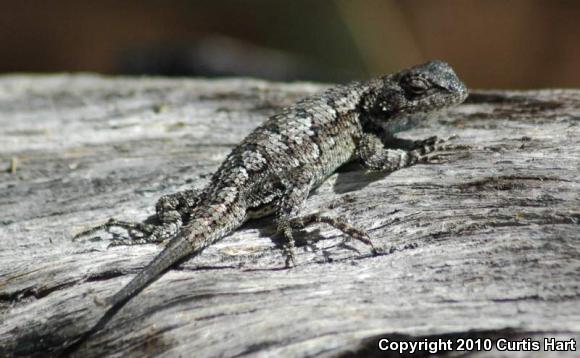 Eastern Fence Lizard (Sceloporus undulatus)