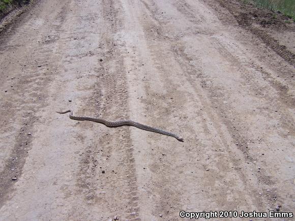 Sonoran Gopher Snake (Pituophis catenifer affinis)