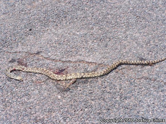 Sonoran Gopher Snake (Pituophis catenifer affinis)