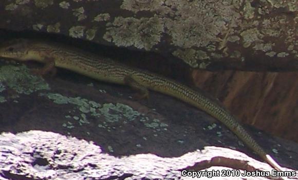 Great Plains Skink (Plestiodon obsoletus)