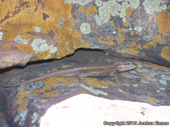 Southwestern Fence Lizard (Sceloporus cowlesi)