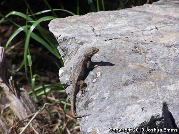 Southwestern Fence Lizard (Sceloporus cowlesi)