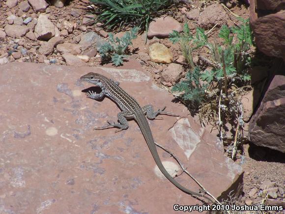 Chihuahuan Spotted Whiptail (Aspidoscelis exsanguis)