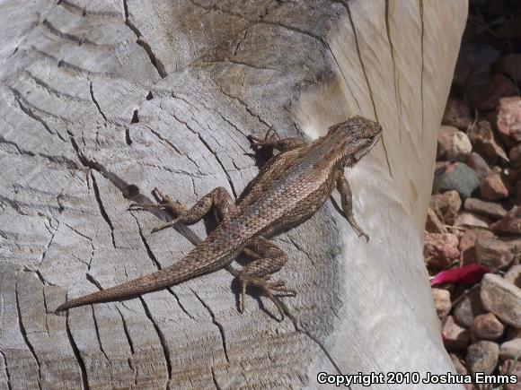 Southwestern Fence Lizard (Sceloporus cowlesi)