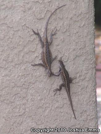 Southwestern Fence Lizard (Sceloporus cowlesi)