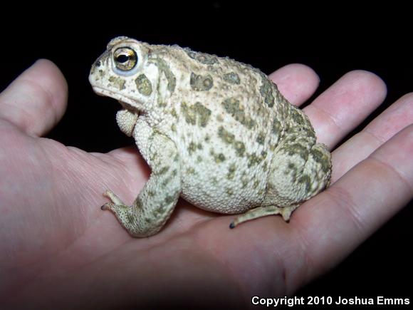 Great Plains Toad (Anaxyrus cognatus)