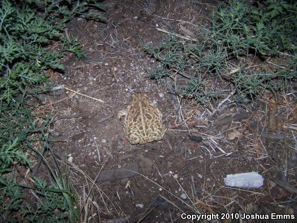 Great Plains Toad (Anaxyrus cognatus)