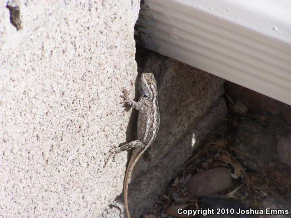 Southwestern Fence Lizard (Sceloporus cowlesi)